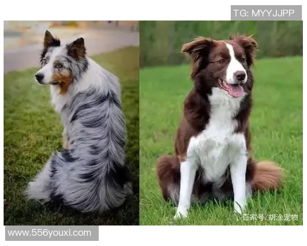 足球明星宠物大比拼谁才是养宠高手揭秘明星背后的萌宠生活